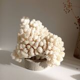 Coral on base