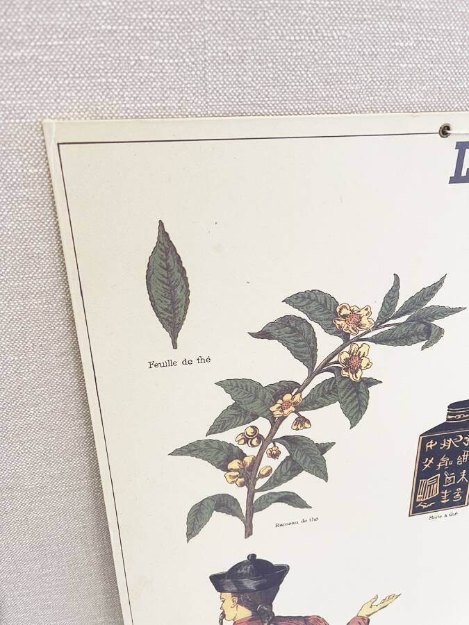 Old educational poster Deyrolle "Tea"