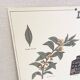 Old educational poster Deyrolle "Tea"