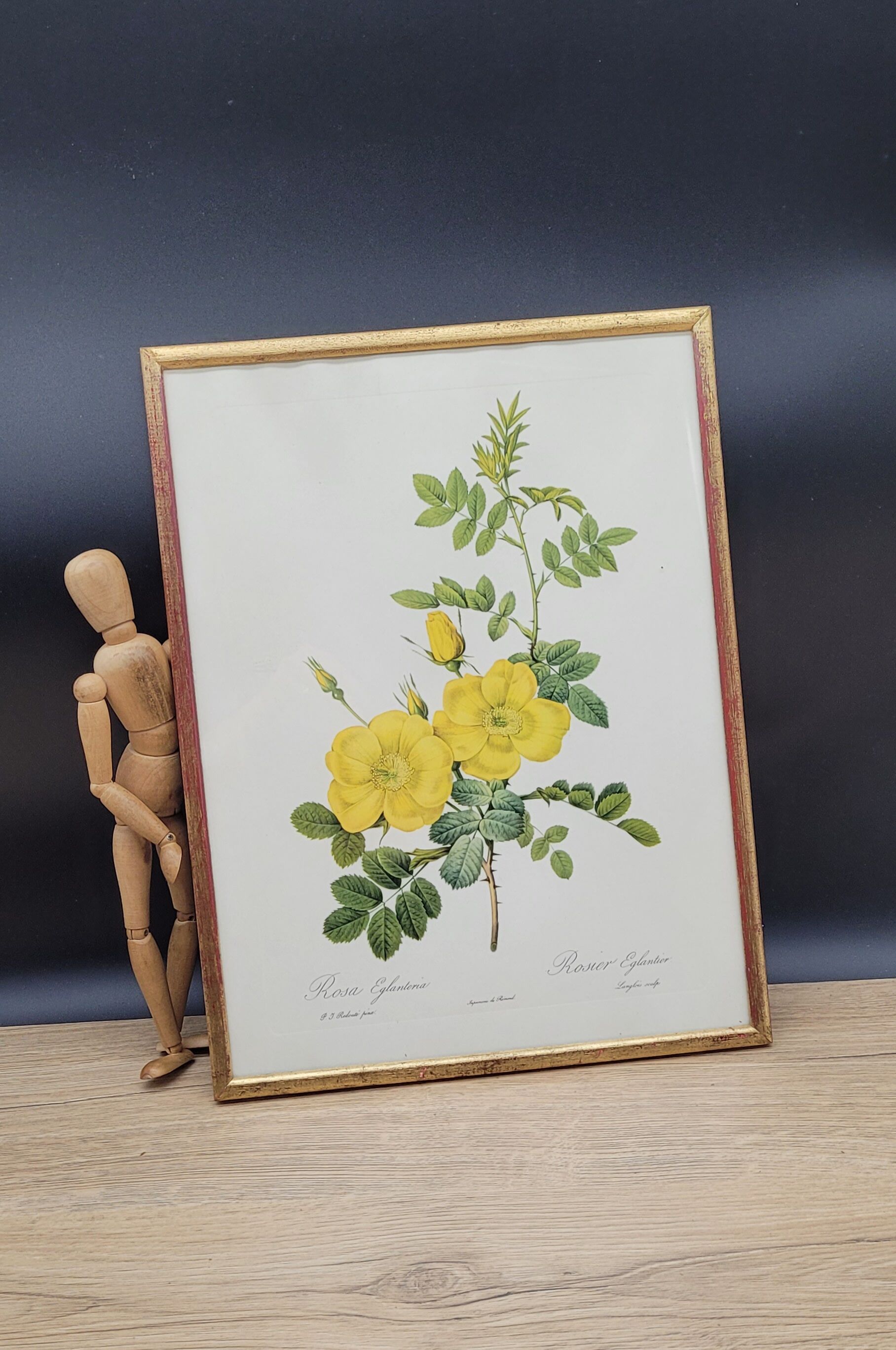 Lithograph Rosehip Rose