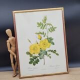 Lithograph Rosehip Rose