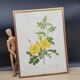 Lithograph Rosehip Rose