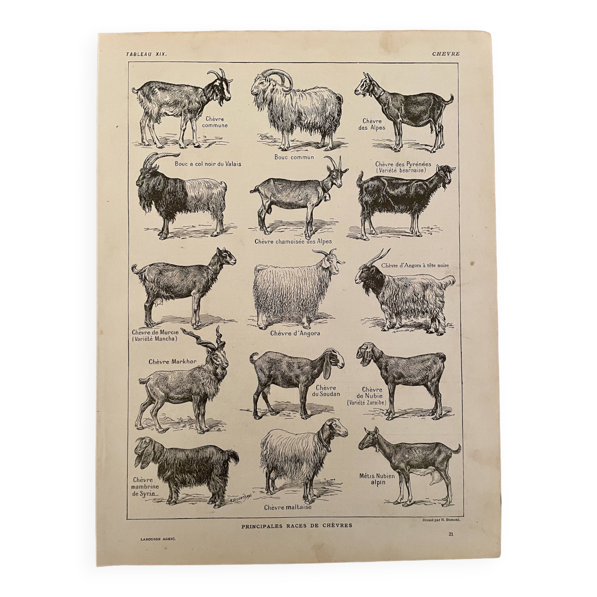 Lithograph on goats - 1920