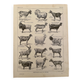 Lithograph on goats - 1920
