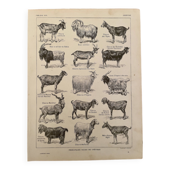 Lithograph on goats - 1920