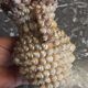 Vase terracotta shells - year 70