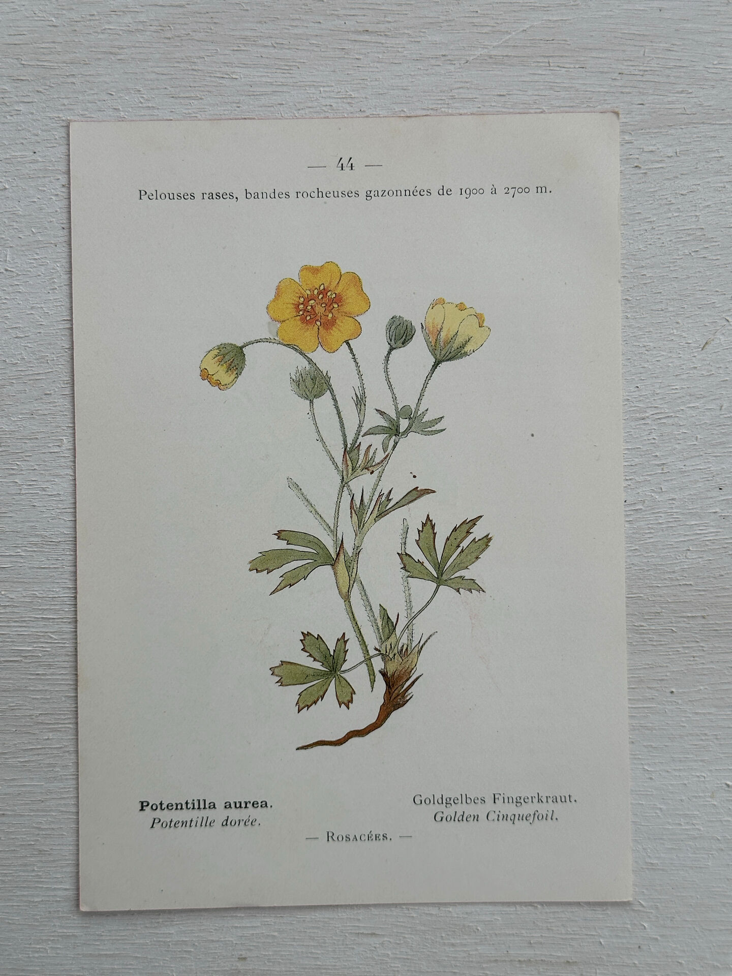 Botanical Plate 1800 Old naturalist engraving 19th century double-sided