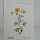 Botanical Plate 1800 Old naturalist engraving 19th century double-sided