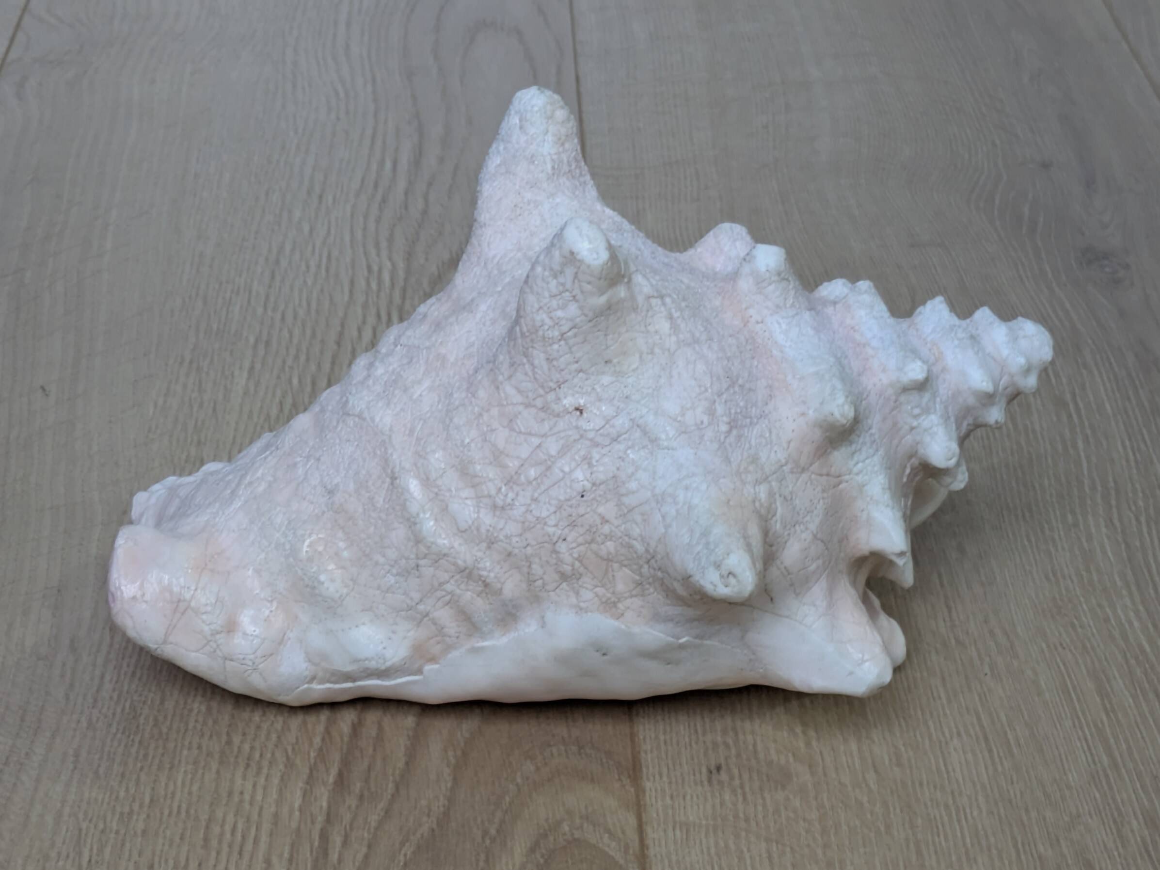Heavy Marine Shell "Lambi" (Strombus Gigas) - Pink Interior - 1.37 kg