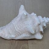 Heavy Marine Shell "Lambi" (Strombus Gigas) - Pink Interior - 1.37 kg