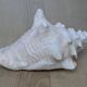 Heavy Marine Shell "Lambi" (Strombus Gigas) - Pink Interior - 1.37 kg