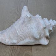 Heavy Marine Shell "Lambi" (Strombus Gigas) - Pink Interior - 1.37 kg