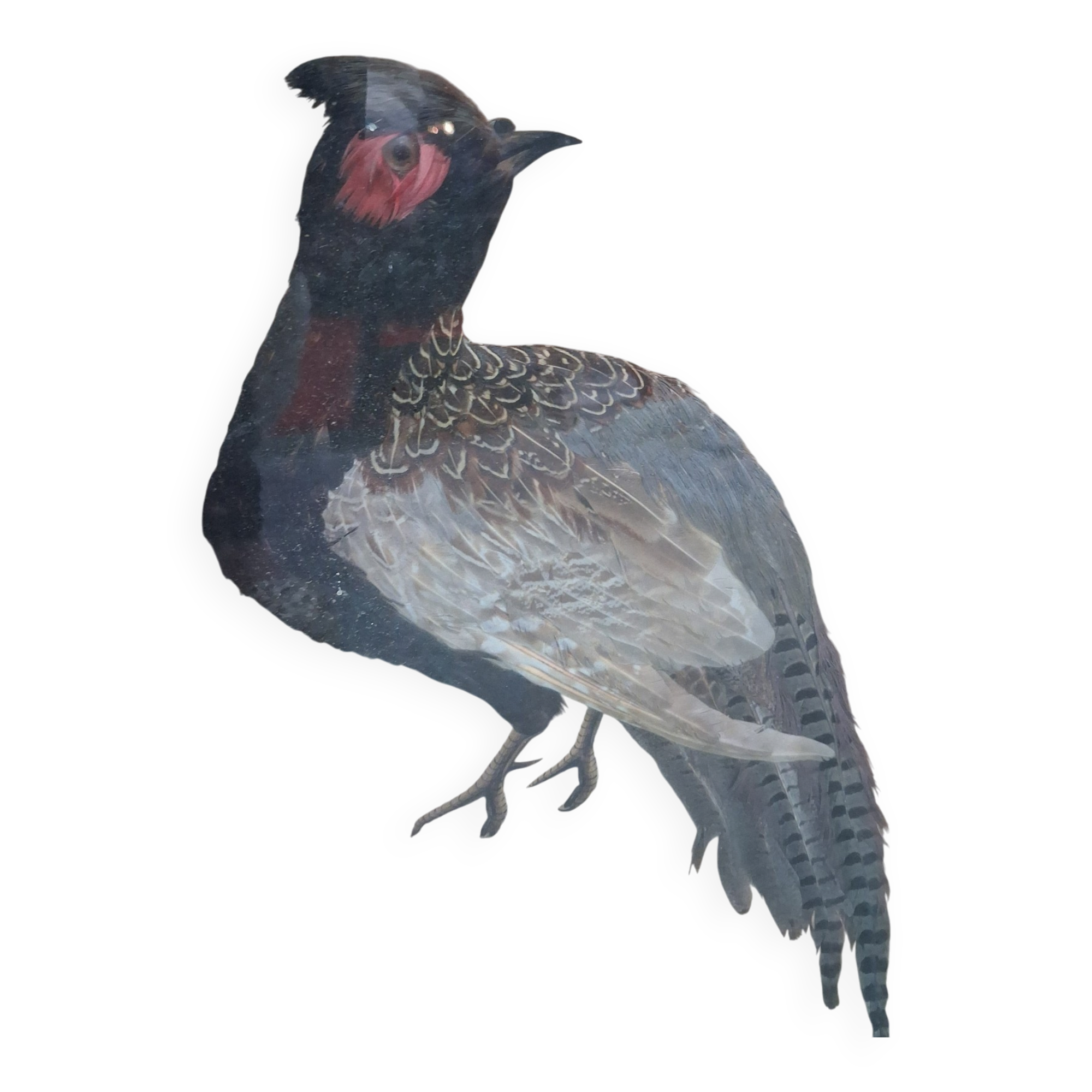 Paire de tableaux naturalistes en plumes véritables