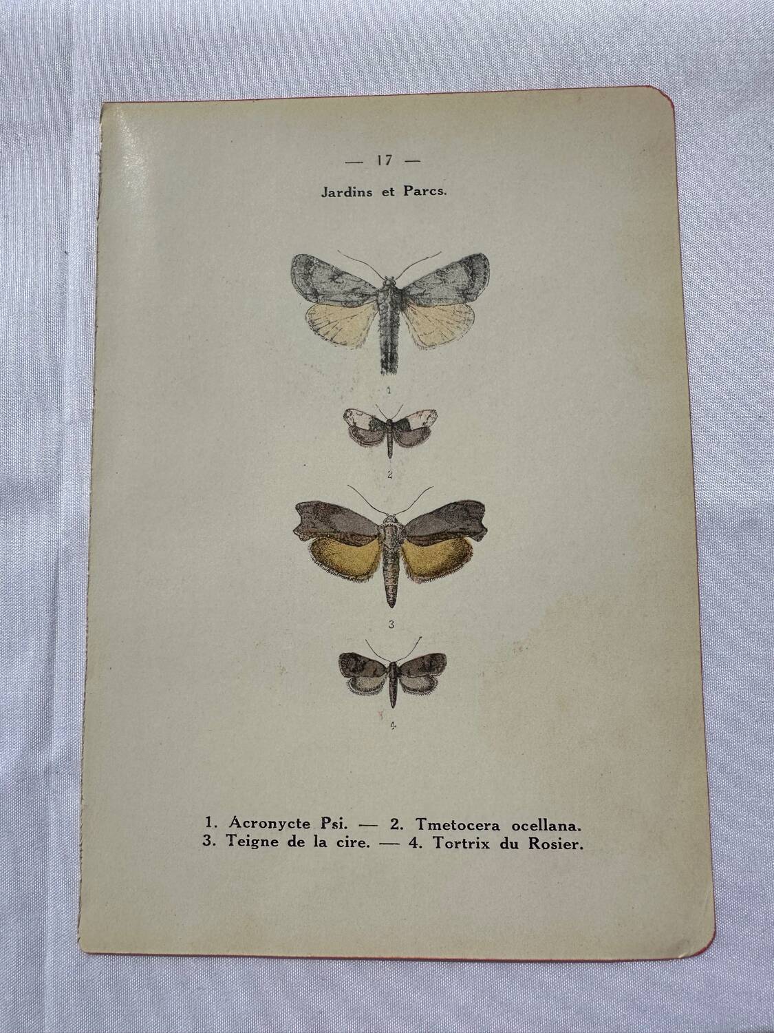 Botanical engraving plant France double-sided naturalist plate