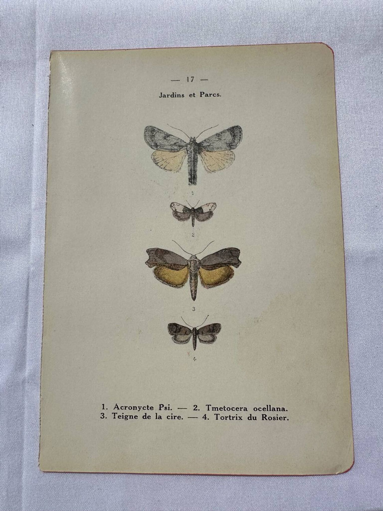 Gravure botanique plante France planche naturaliste double face