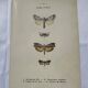 Botanical engraving plant France double-sided naturalist plate