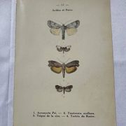 Gravure botanique plante France planche naturaliste double face