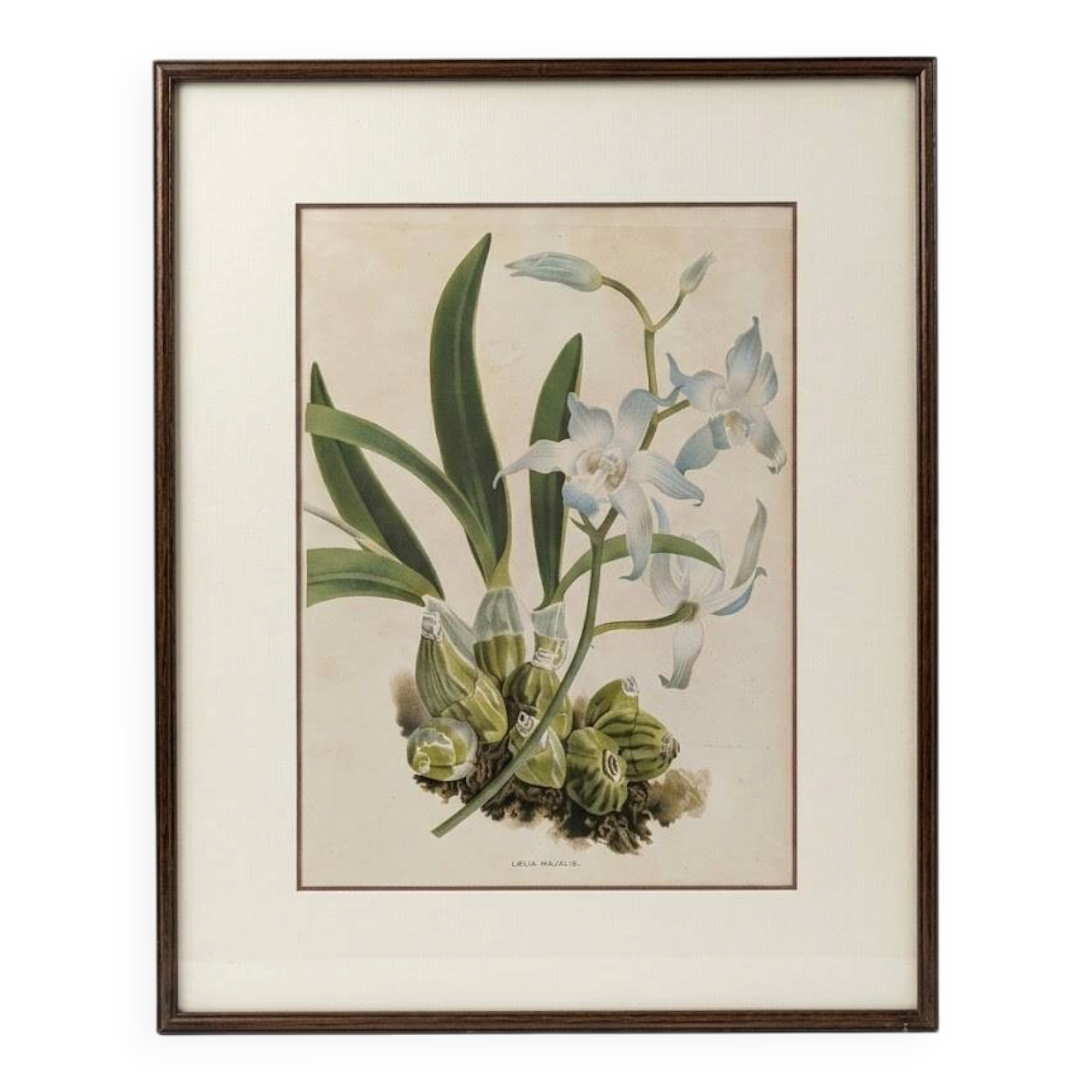 Vintage Framed Botanical Engraving