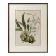 Vintage Framed Botanical Engraving