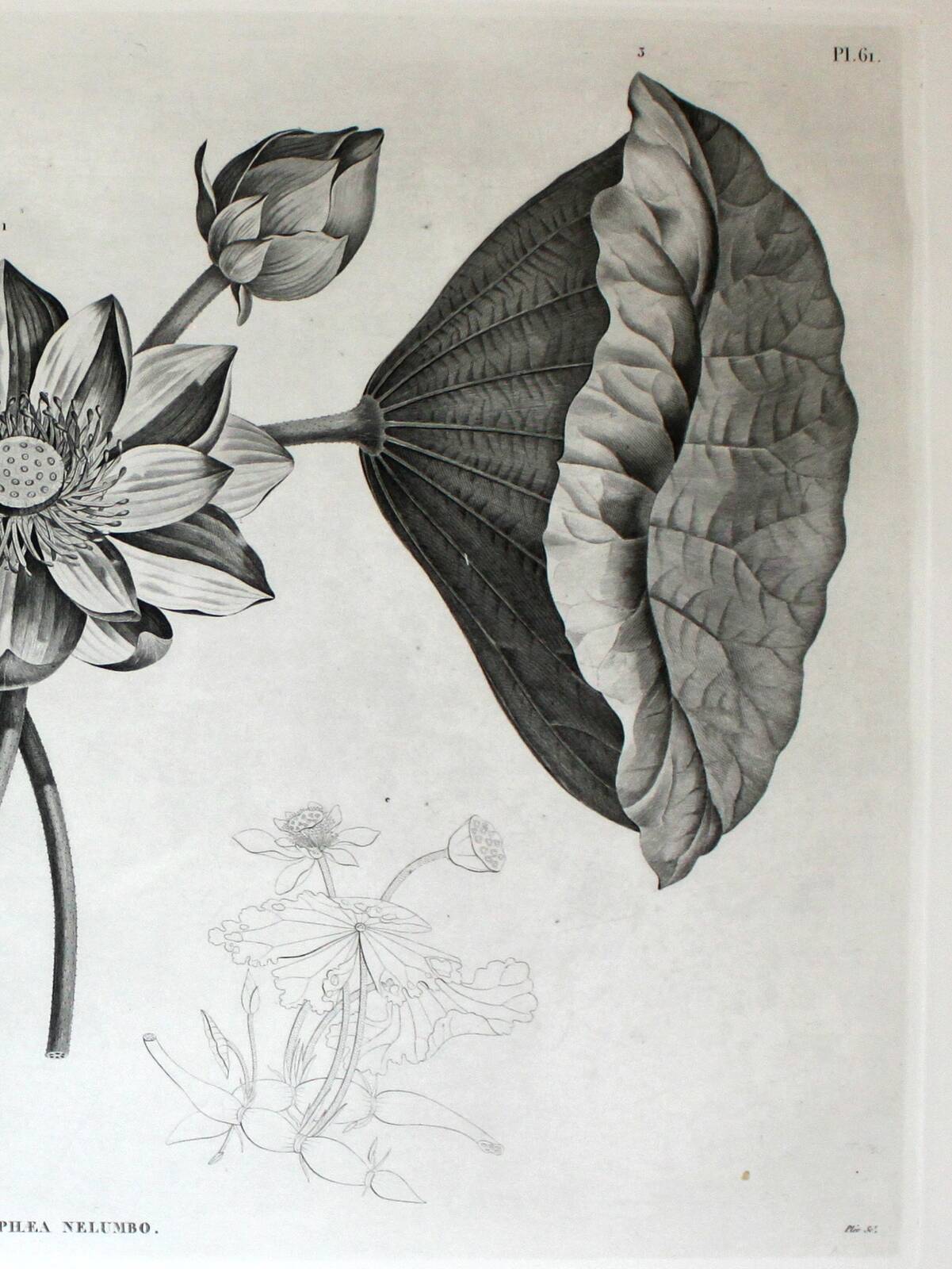 Flower Engraving - Original plate from the "Chalcographie du Louvre" 1800 - Lotus