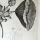 Flower Engraving - Original plate from the "Chalcographie du Louvre" 1800 - Lotus