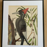 4 original ornithological frames