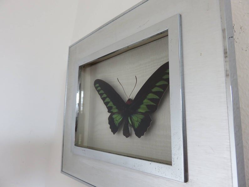 Cadre papillon naturalisé