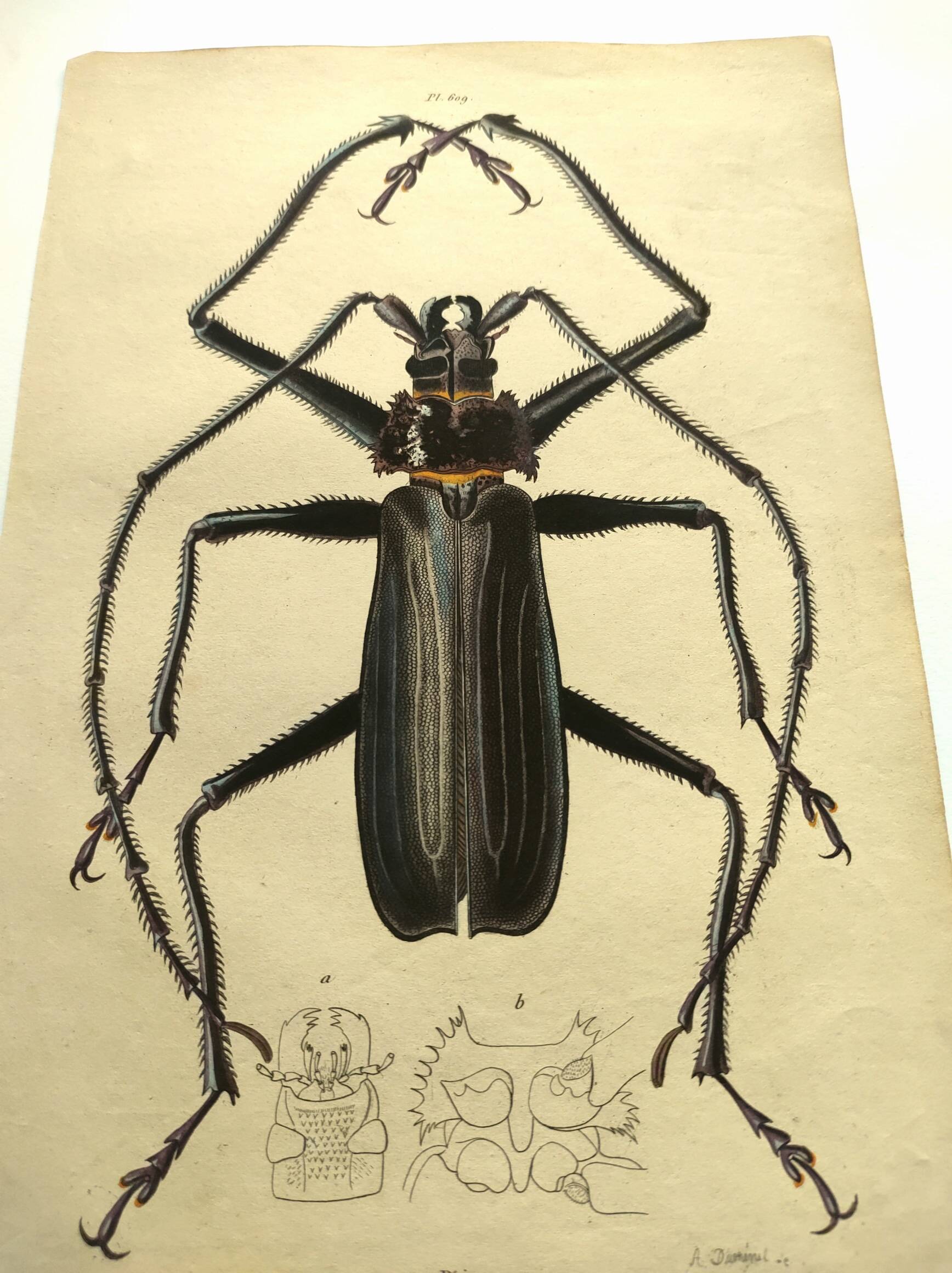 Antique plate from 1839 - Priones Insects 4 - Hand-colored engraving