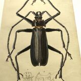 Antique plate from 1839 - Priones Insects 4 - Hand-colored engraving