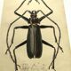 Antique plate from 1839 - Priones Insects 4 - Hand-colored engraving