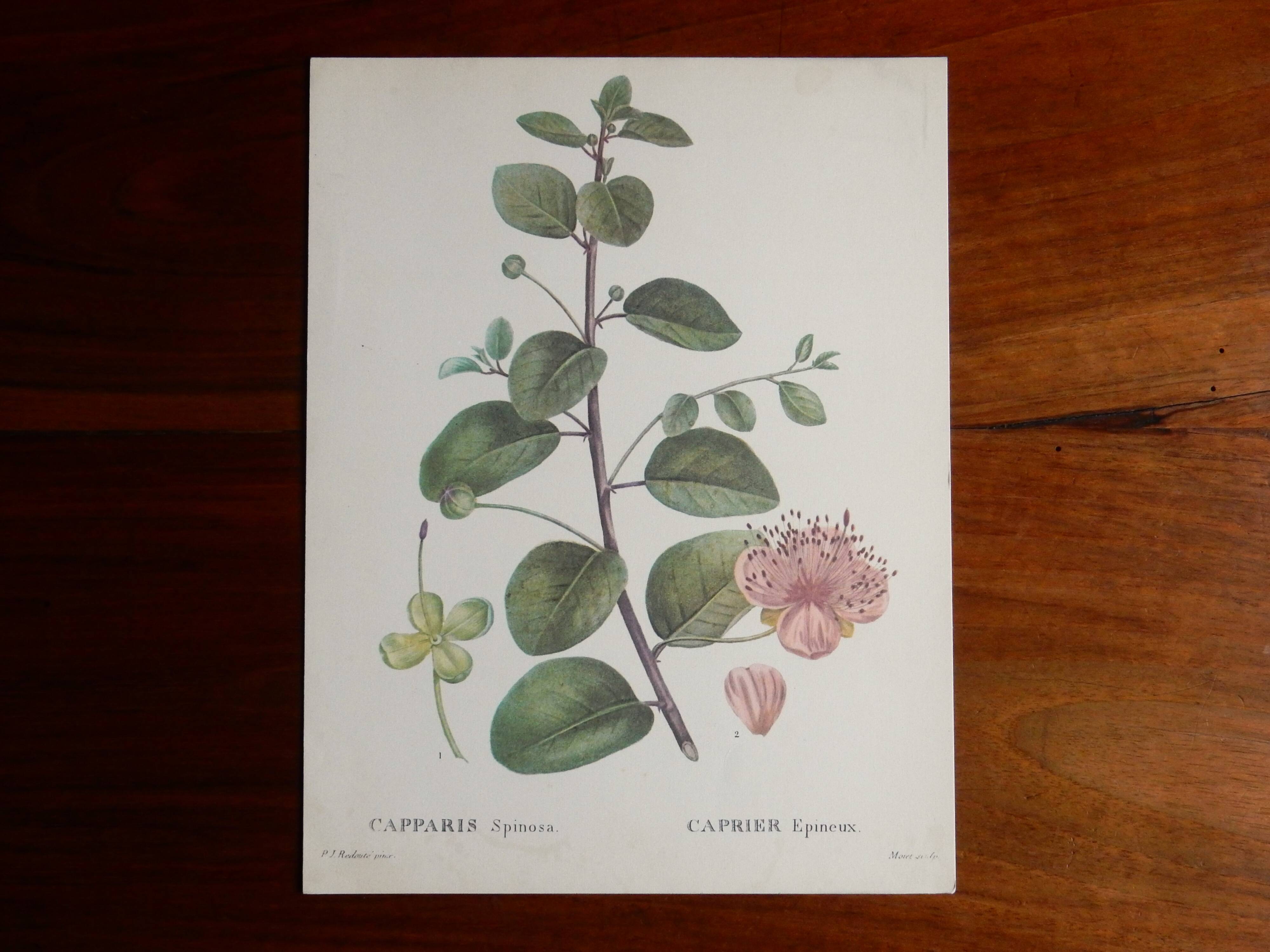 Botanical board from capparis vintage 60s