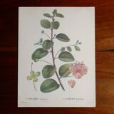 Botanical board from capparis vintage 60s