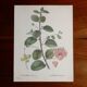 Botanical board from capparis vintage 60s
