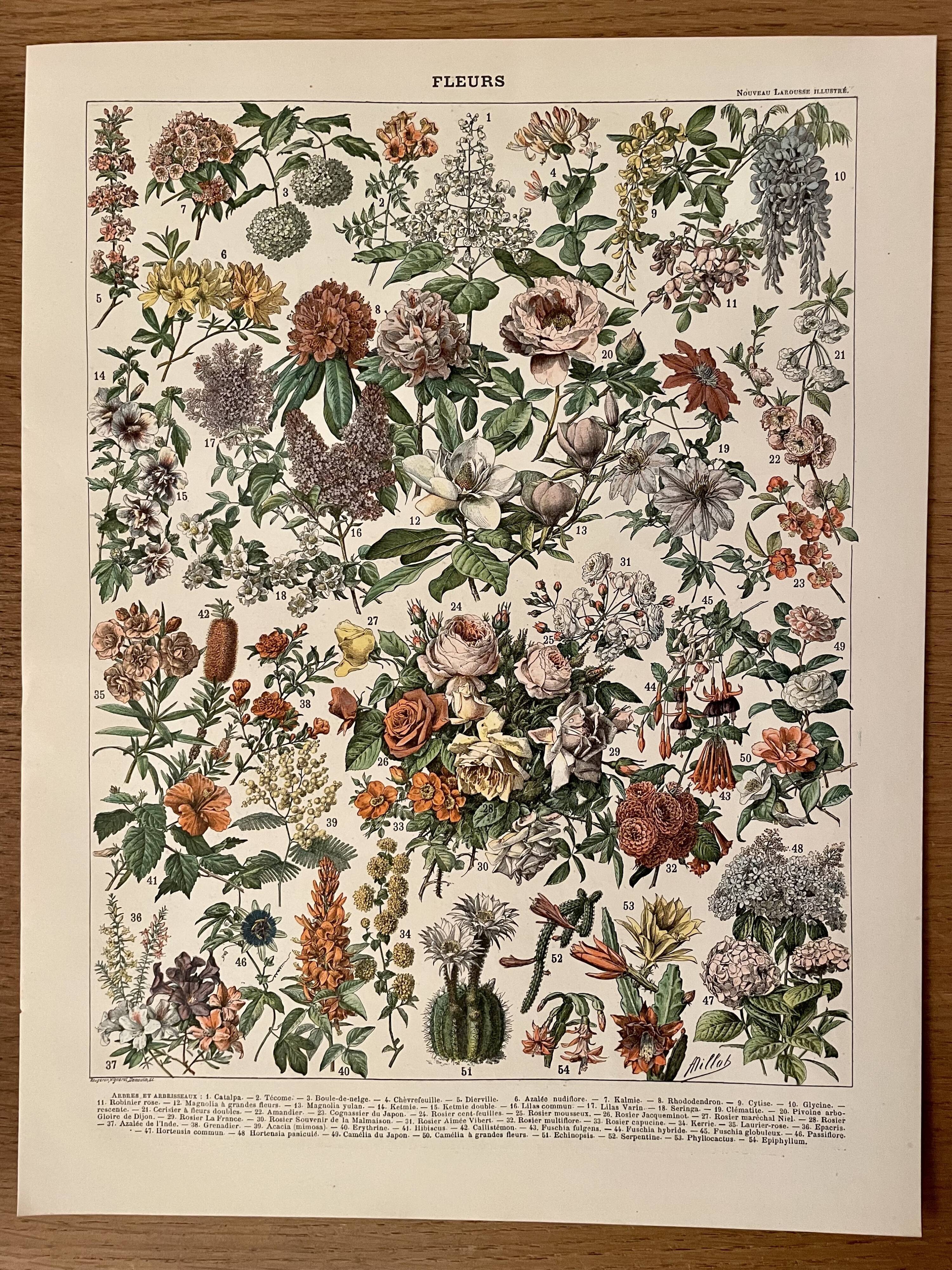 Lithograph engraving on flowers (catalpa) - 1900