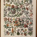 Lithograph engraving on flowers (catalpa) - 1900