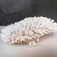 Corail authentique