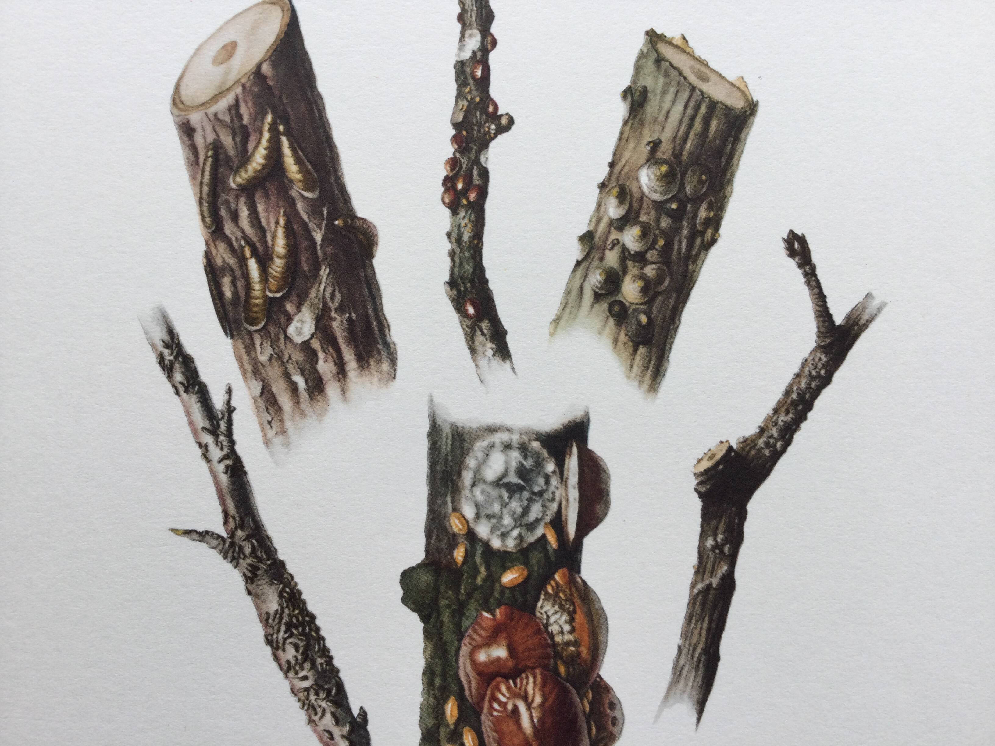 Antique illustration "insects", Vintage print, Cochineal, 1960s