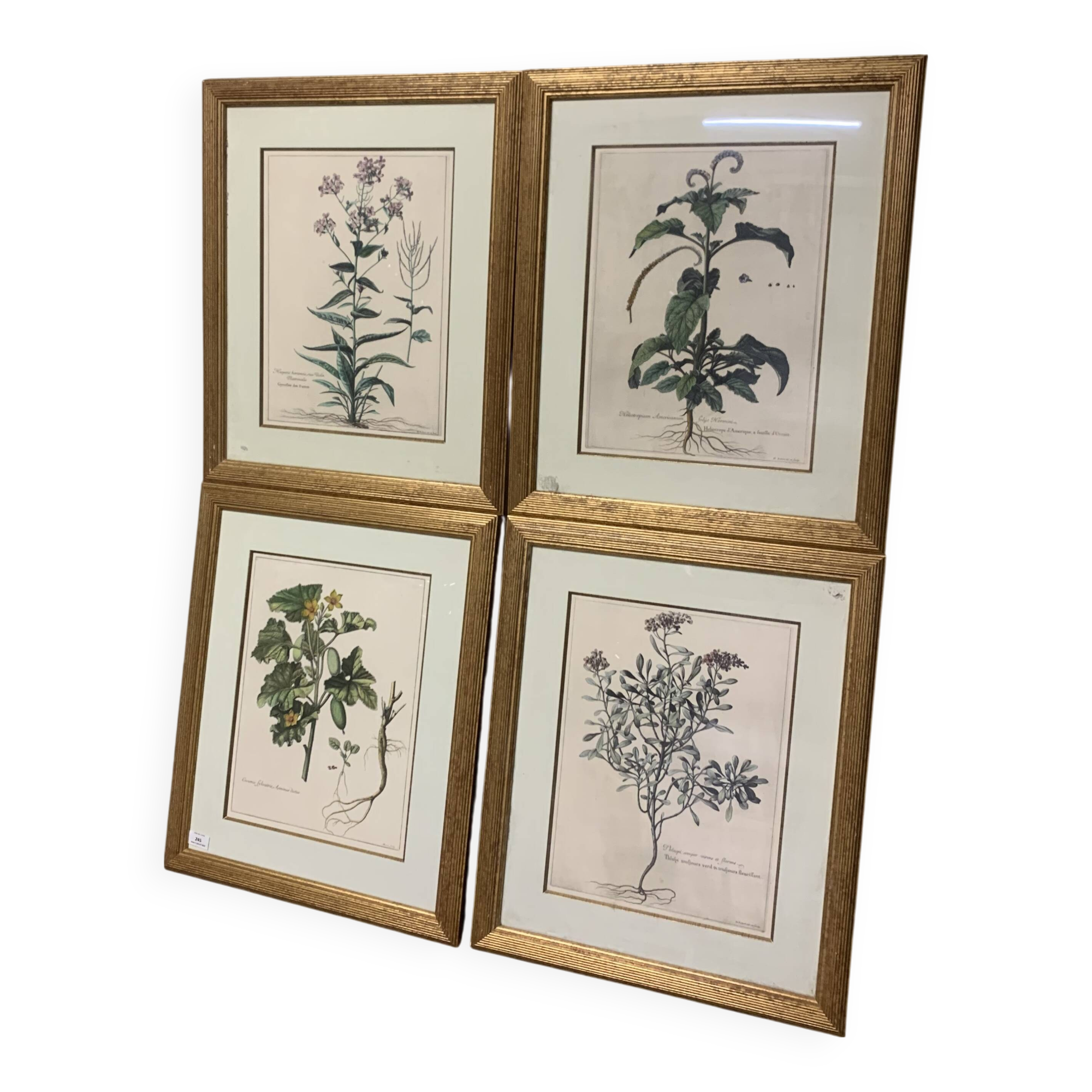 Lot of Paintings Botanical Engravings Old Vintage Herbariums