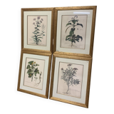 Lot of Paintings Botanical Engravings Old Vintage Herbariums