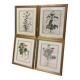 Lot de Tableaux Gravure Botaniques Herbiers Anciennes Vintages