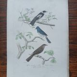 Poster - 19th century zoological engraving - flycatcher and small bluebird
