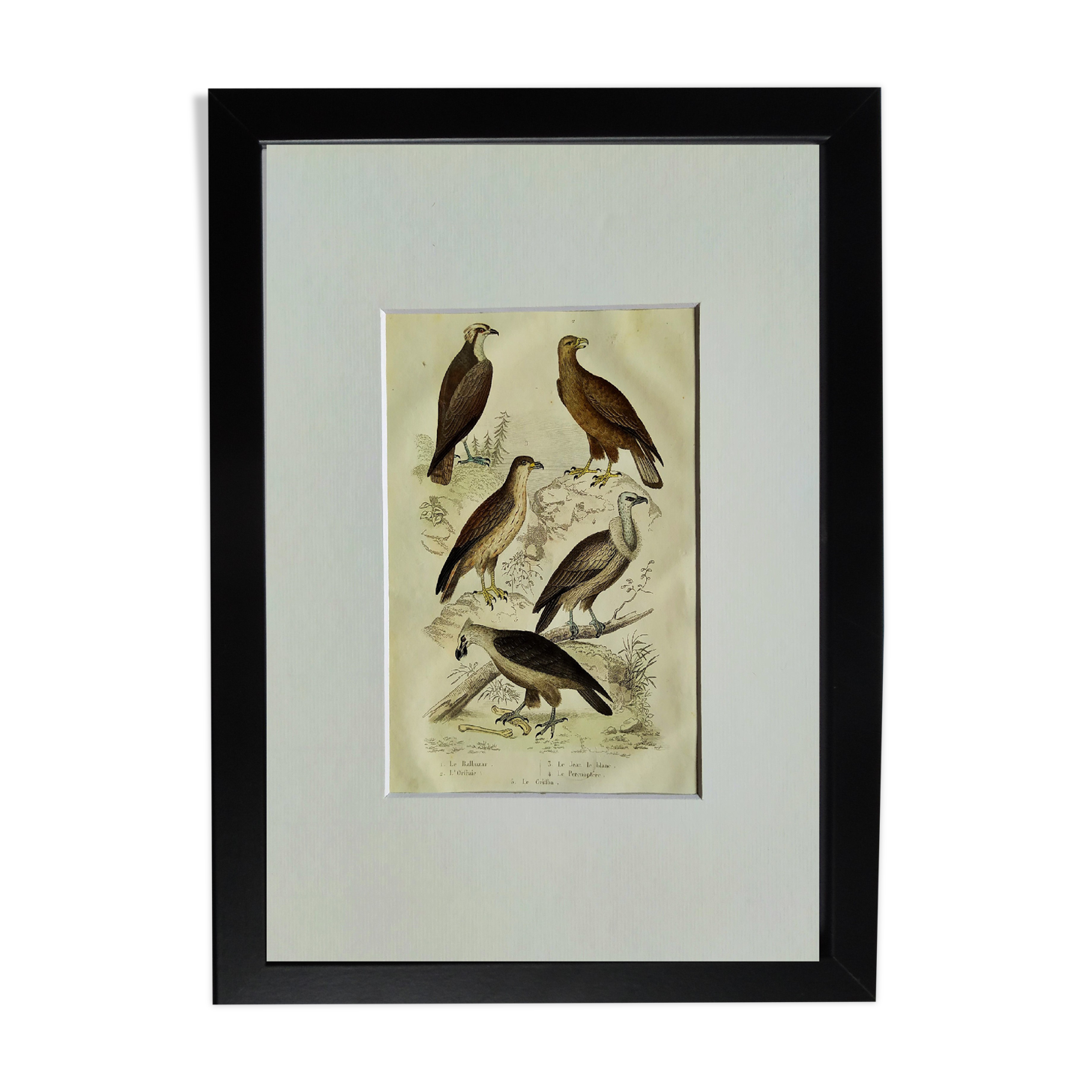 Original Ornithological Plate "Osprey - Fraxine - &c..." Buffon 1836