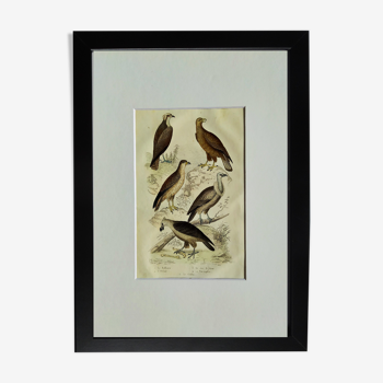 Original Ornithological plate " Balbusar - Orfraie - &c... " Buffon (1836)