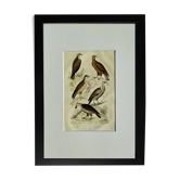 Original Ornithological Plate "Osprey - Fraxine - &c..." Buffon 1836