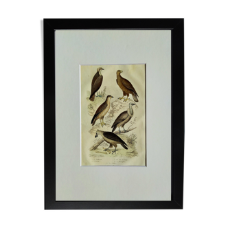 Planche Ornithologique originale " Balbusar - Orfraie - &c... " Buffon 1836