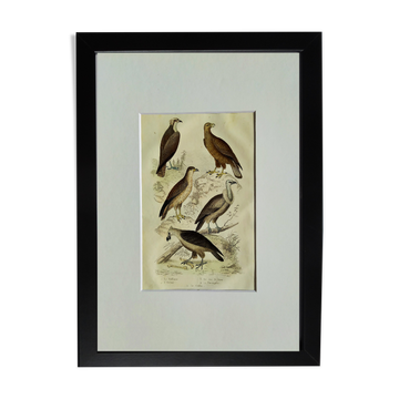 Planche Ornithologique originale " Balbusar - Orfraie - &c... " Buffon 1836
