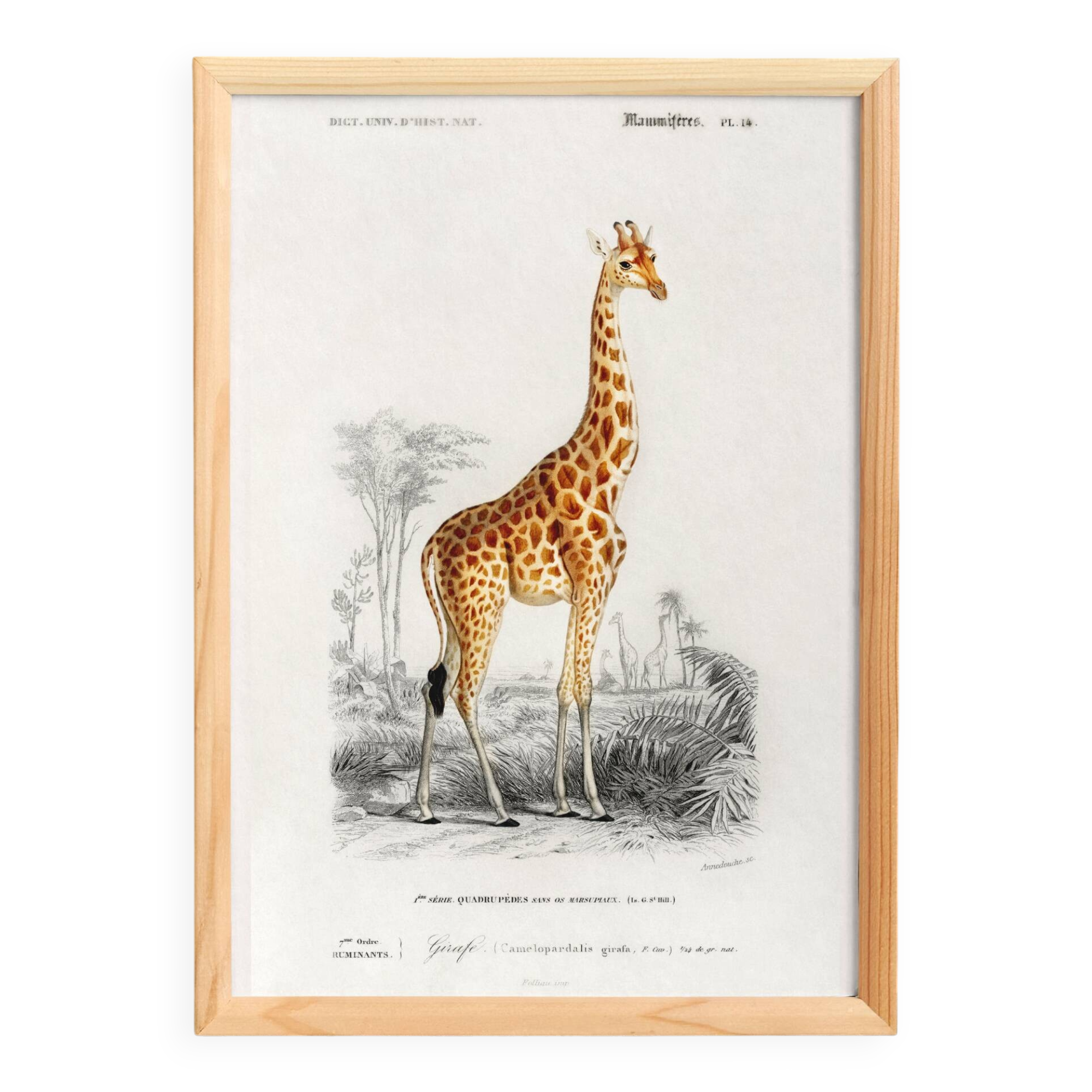 Poster about a giraffe, based on an old engraving from 1849.