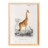 Poster about a giraffe, based on an old engraving from 1849.