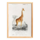 Poster about a giraffe, based on an old engraving from 1849.