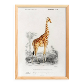 Affiche sur la girafe, d’après une gravure ancienne de 1849.